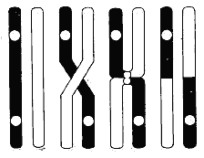 Рис. 22. Схема перекреста хромосом