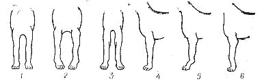 Рис. 5. Постав передних конечностей: