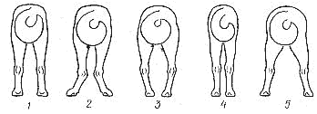 Рис. 7. Постав задних конечностей: