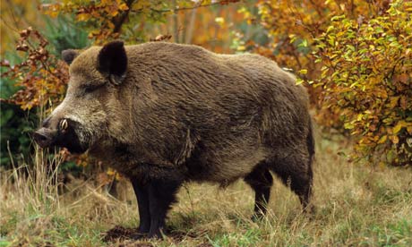 A-wild-boar-in-autumn-for-008.jpg