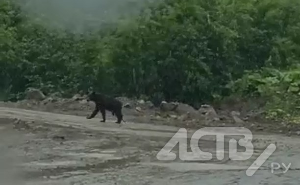 Медведь напугал отдыхающих в бухте Тихой