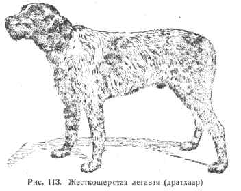 Рассмотрите фотографию собаки породы немецкий дратхаар