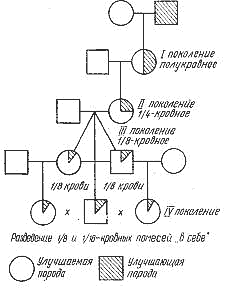 Схема воспроизводительного скрещивания