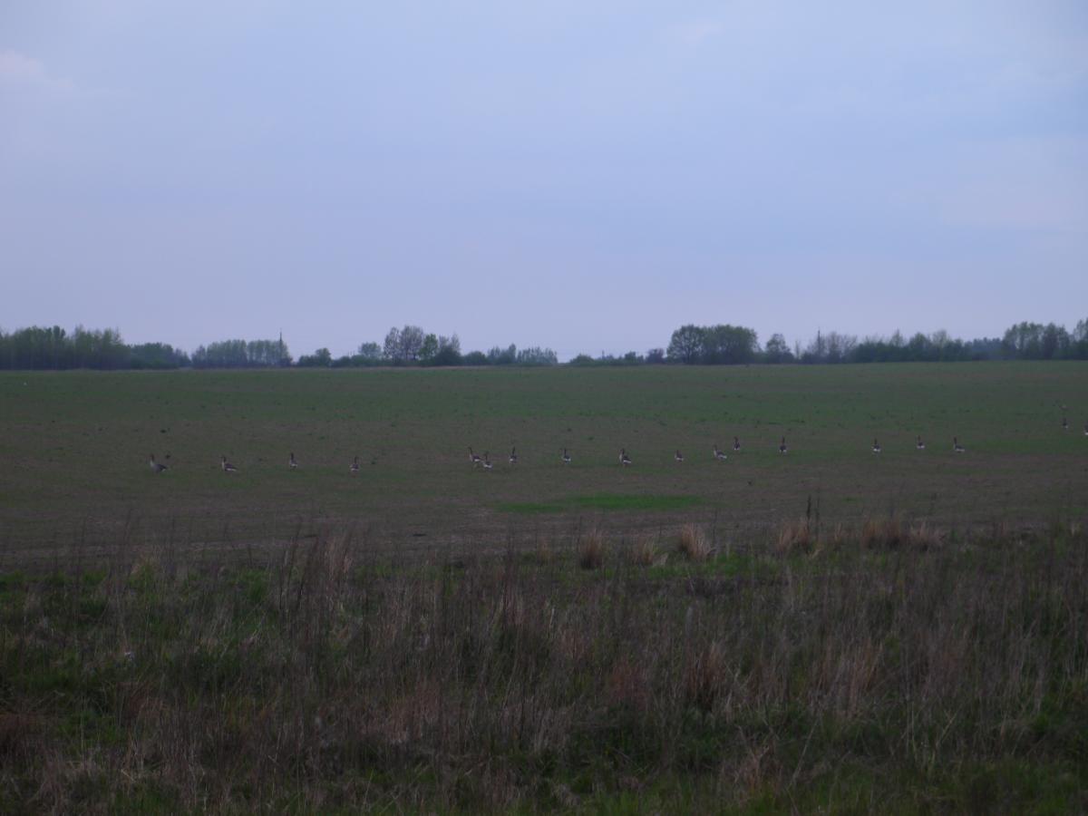 P1000605.jpg