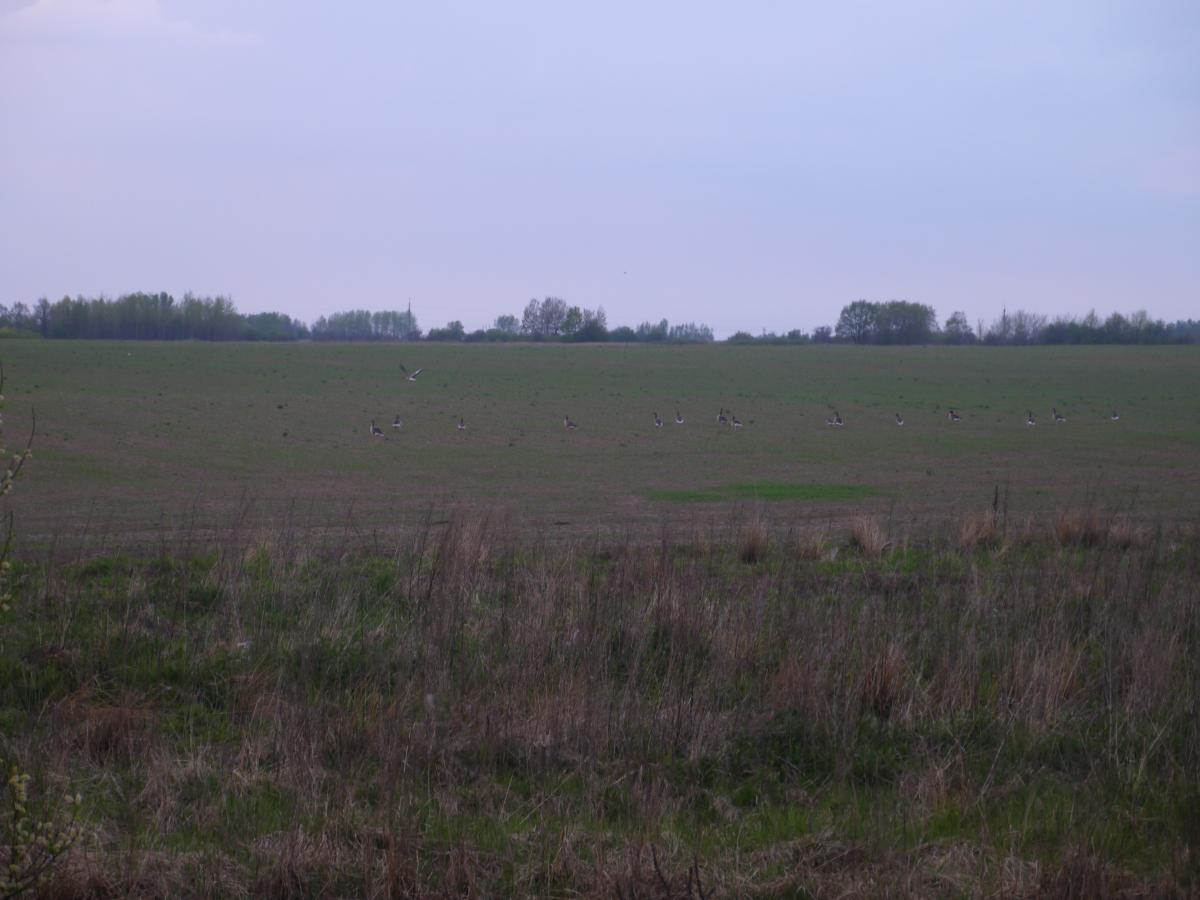 P1000610.jpg