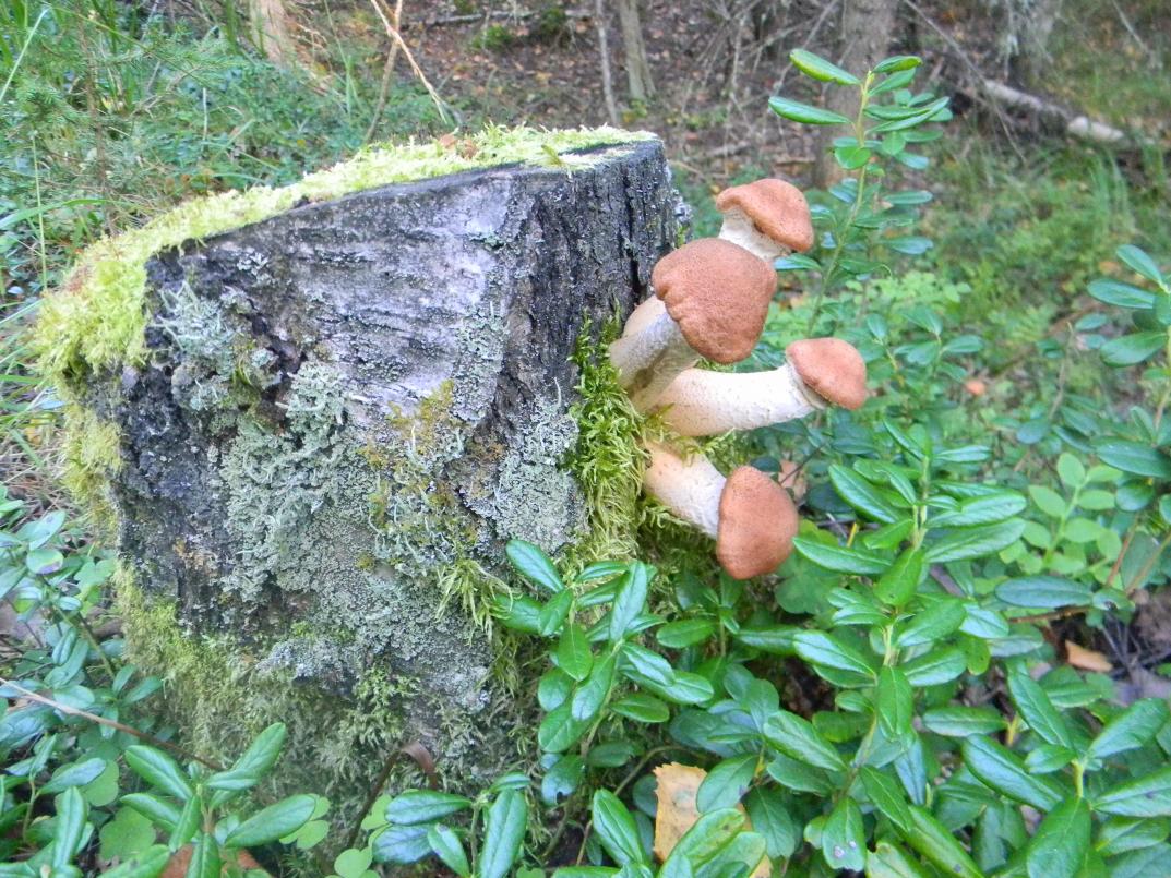 DSCN4396.jpg