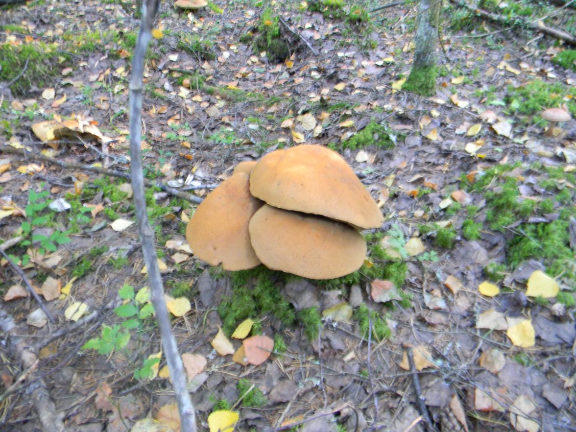 DSCN4397.jpg