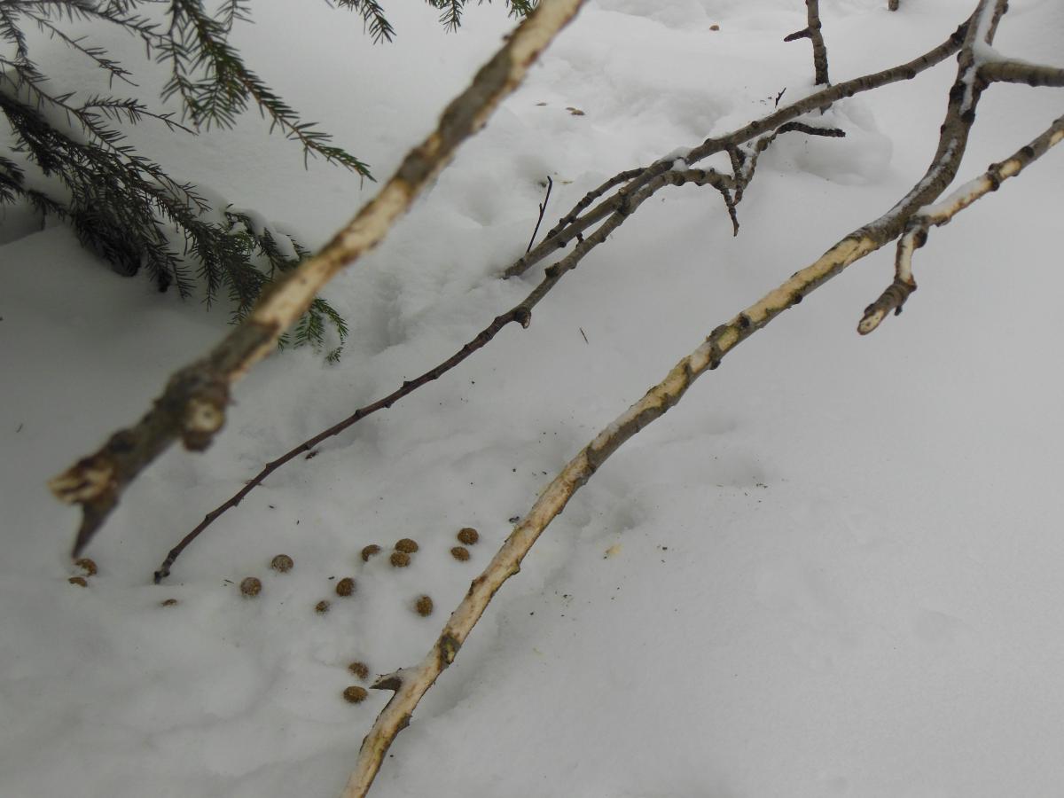 DSCN1584.jpg