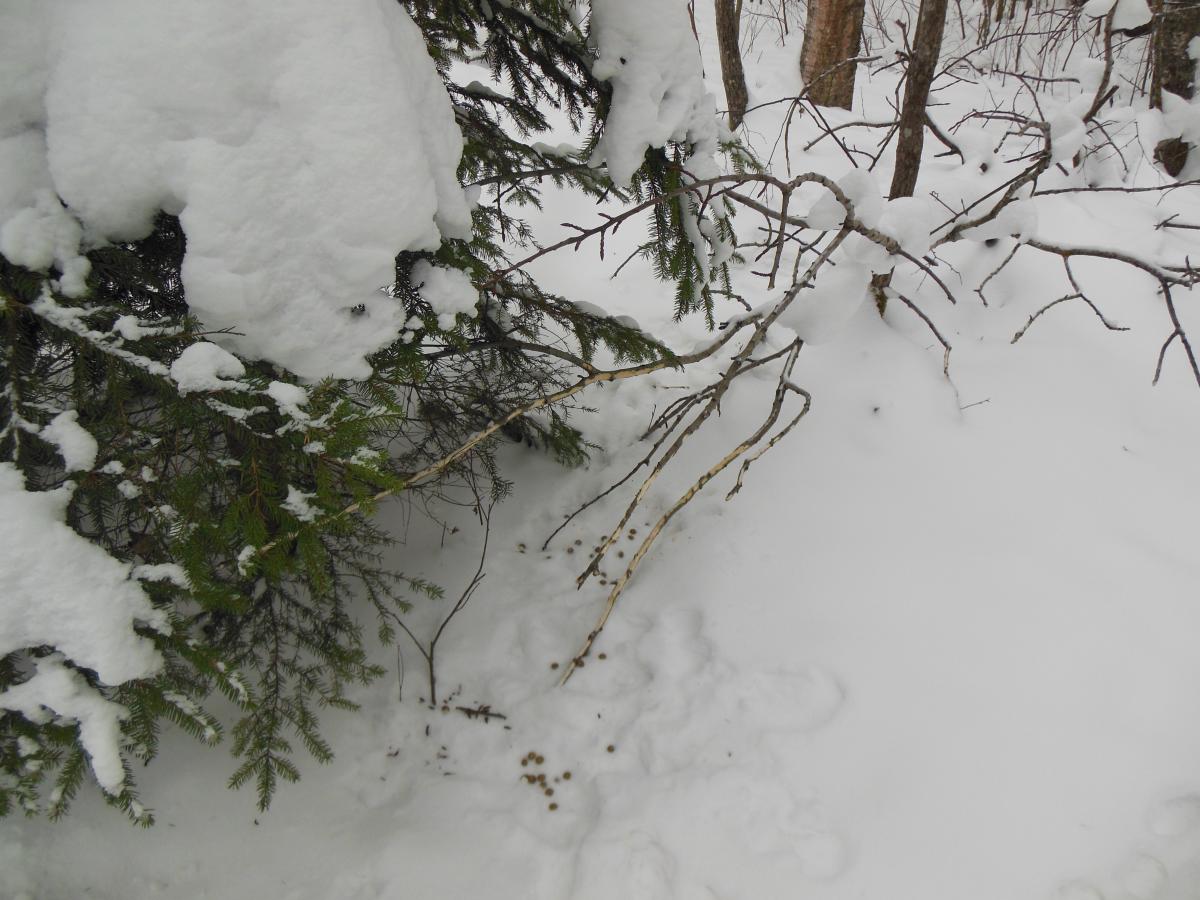 DSCN1585.jpg