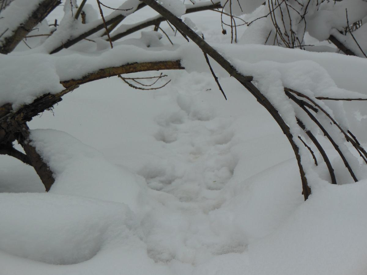 DSCN1596.jpg
