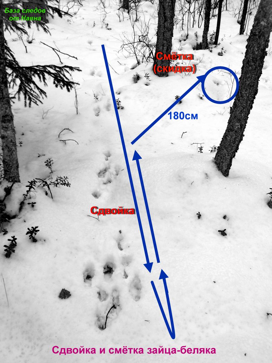 Направление следов зайца