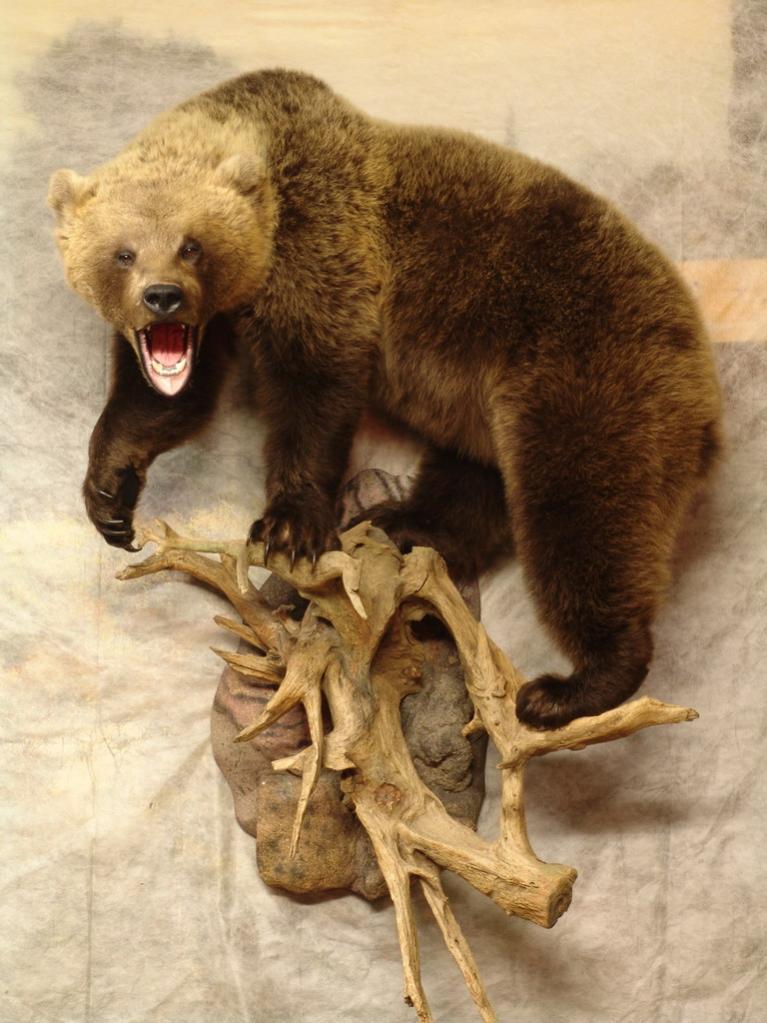 Bear-korjaga.jpg