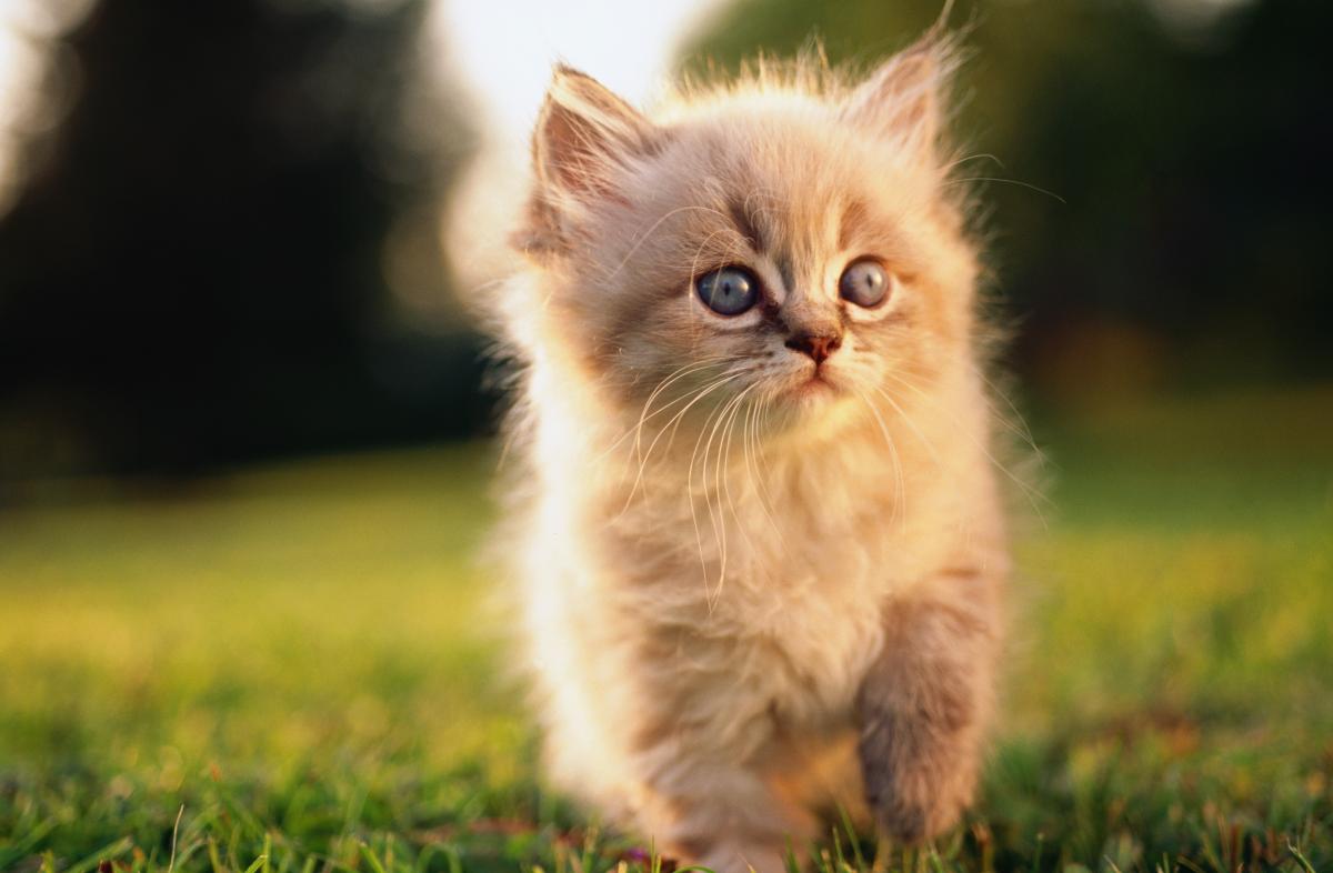 cats_28.05.2010_034.jpg