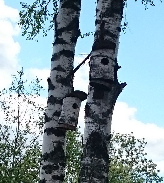 синичник.jpg
