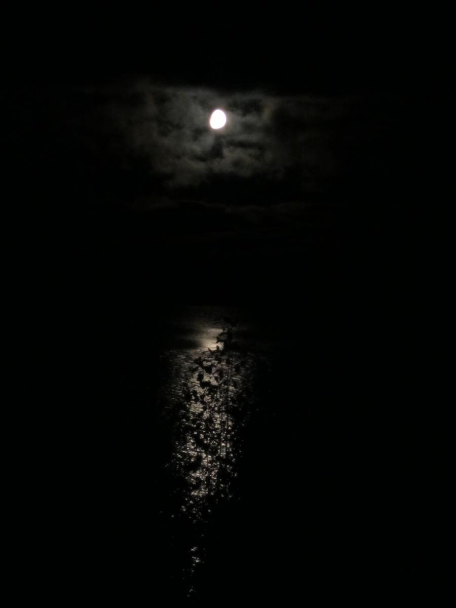 IMG_3505.jpg