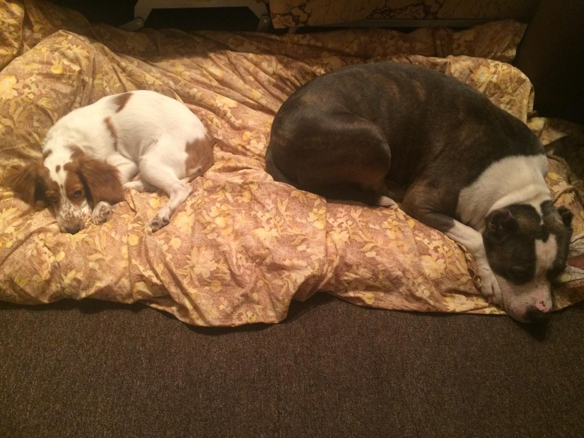 Почему мой пес жует свое одеяло? | ZOO CHANNEL | Дзен