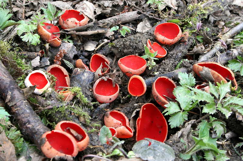 Sarcoscypha-coccinea_05.jpg