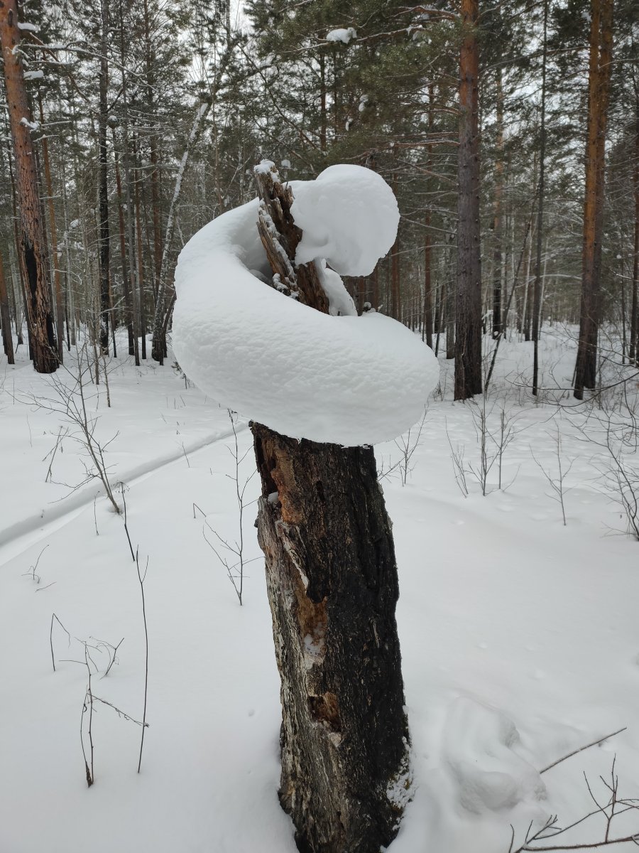 чужой в Сибири.jpg