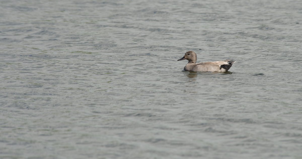 DSC_3098 ред 1.jpg