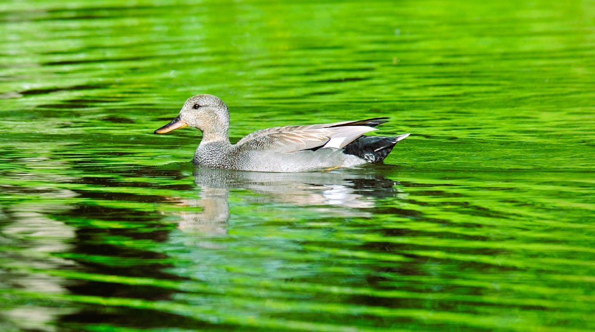 DSC_3144 ред1.JPG