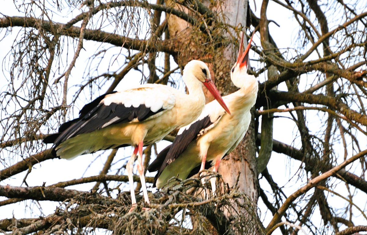 DSC_8566 ред1.JPG