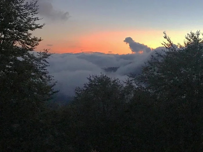 собака на облаках.jpg
