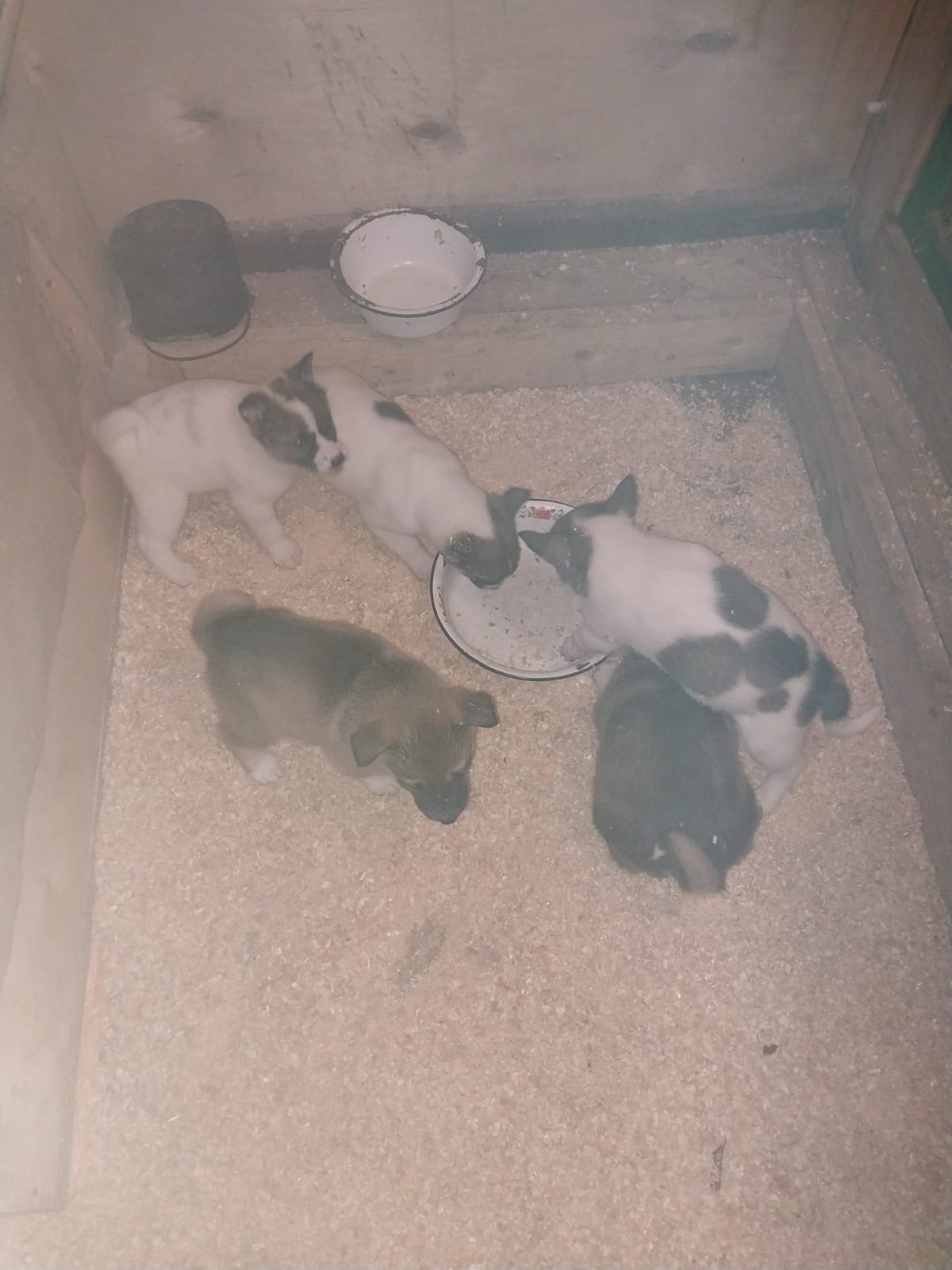 1704021967082.jpeg