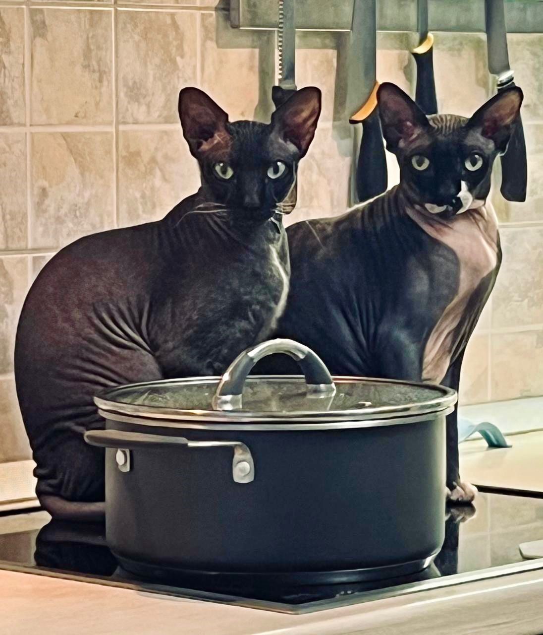 Кошки.jpeg