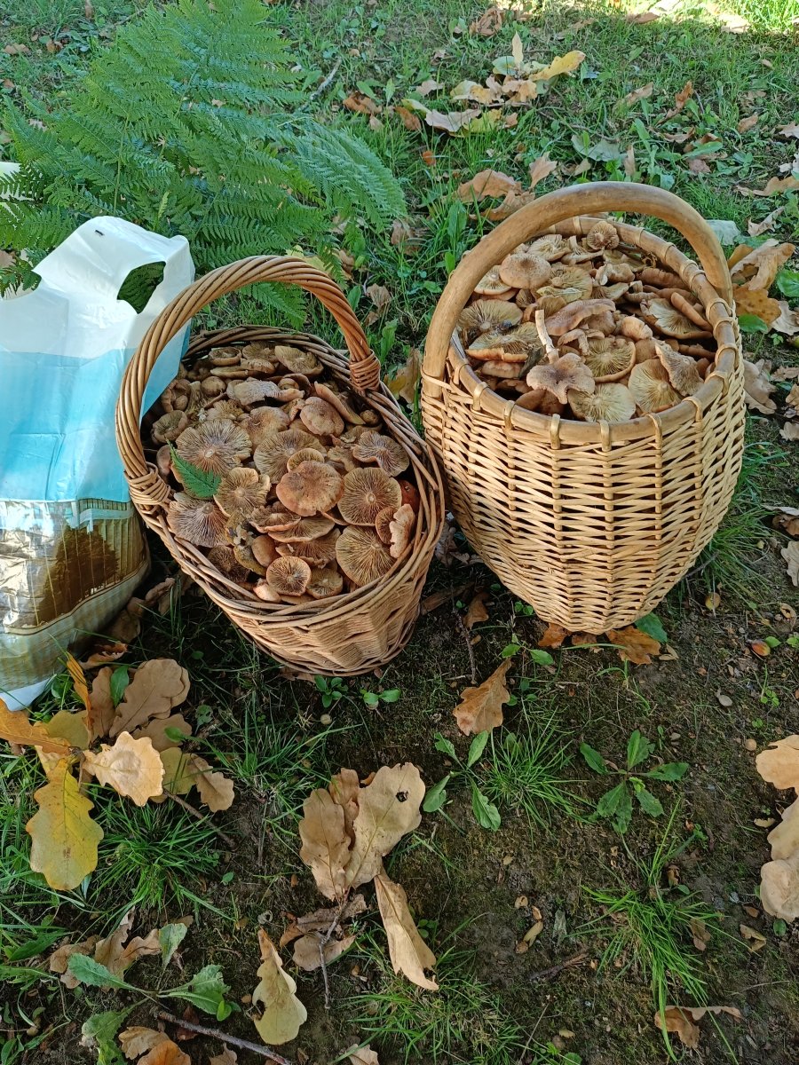 IMG20250909095340.jpg