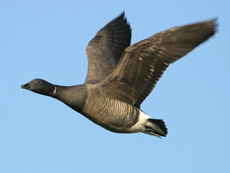 Branta_bernicla_flying(ThKraft).jpg