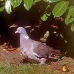 columba_palumbus_01_x.jpg