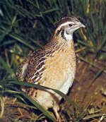 Coturnix coturnix.jpg