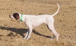 English_Pointer_Scout_Pointing.jpg