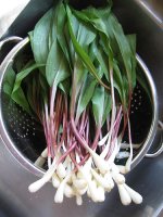 ramps(1).jpg ramps(1).jpg