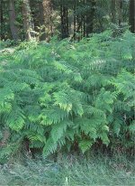 437px-Adelaarsvaren_planten_Pteridium_aquilinum.jpg