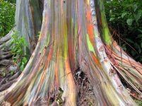 rainbow-eucalyptus-87-600x449.jpg