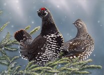 spruce_grouse_by_eidolic-d38rwwa.jpg spruce_grouse_by_eidolic-d38rwwa.jpg