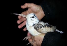 leucistic woodcock.jpg