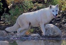 275px-Canis_lupus_tundrarum_Lobo_Park.jpg