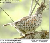 HazelGrouse самка.jpg