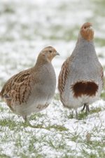 GreyPartridge.jpg