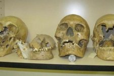 skull-giant-460x307.jpg