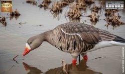 Pro-Grade Full Body Specklebelly GooseHarvester.jpg