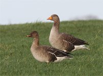 bean greylag.jpg