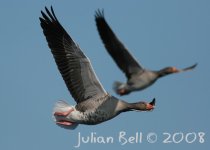 greylag_flight_e.jpg