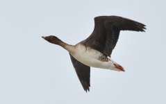 20_small Tundra Bean-Goose in flight.jpg