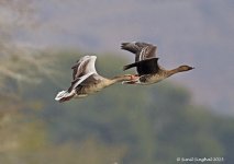 Bean Goose in flight ( Anser fabalis )-714627.jpg