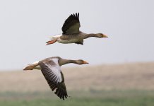 800px-Graylag_geese_(Anser_anser)_in_flight_1700.jpg