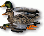 FUD-mallard.gif