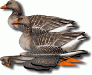 FUD-greylag.gif